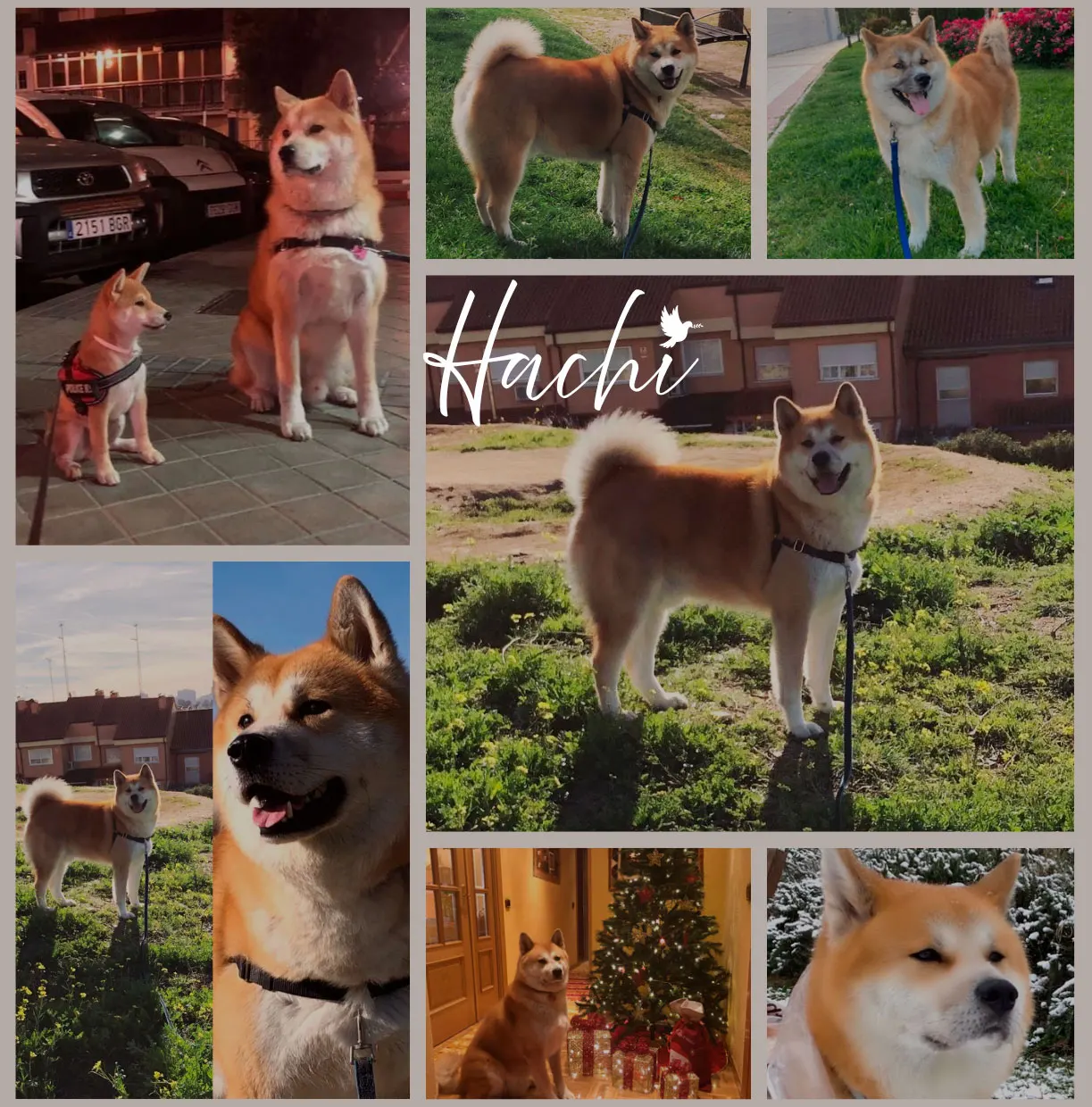 Homenaje a Hachi, Akita Inu